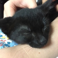 あずき