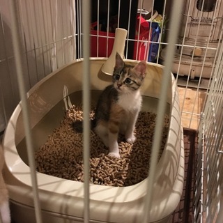 しあわせのカギしっぽ きょうだいです 2