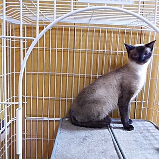 人間不信で綺麗なブルーアイのシャムちゃんに愛の手を