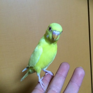 生後4ヶ月のルチノーちゃん♪