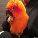 コガネメキシコインコの里親募集