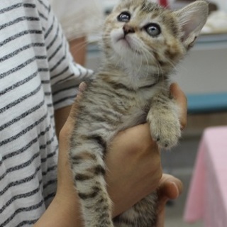 キジトラ　ナナちゃん　名古屋から