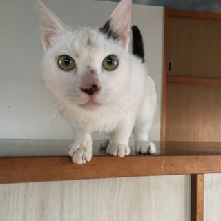2才5ヶ月の猫ちゃんの里親募集