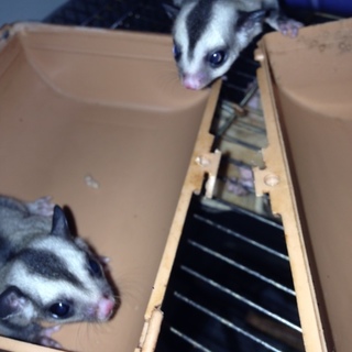 フクロモモンガ赤ちゃん♂2匹