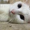の写真