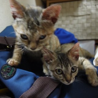 生後3か月くらいの可愛いトラ柄姉妹