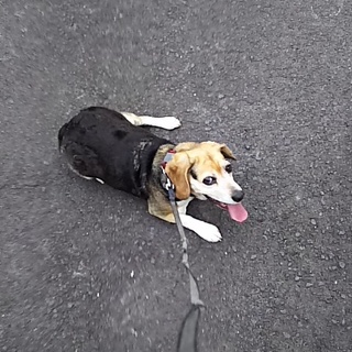 不幸続きのルナちゃんの余生を救ってください。