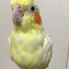 マイジャン
