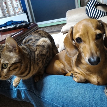 もなか、きなこ