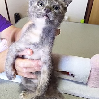 この子を新しい家族に迎えて下さい。