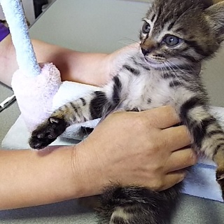 この子を新しい家族に迎えて下さい。