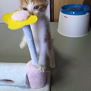 この子を新しい家族に迎えて下さい。