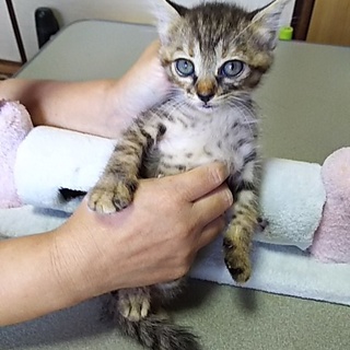 この子を新しい家族に迎えて下さい。