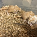 砂ネズミ(カラージャービル)の里親様募集