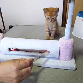 この子を新しい家族に迎えて下さい。