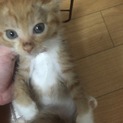 子猫