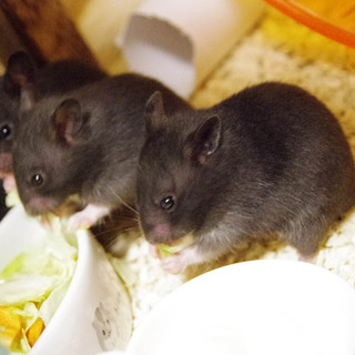 クロクマの子供の里親募集。雌雄選べます。