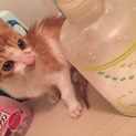 駐車場にガリガリの仔猫♂