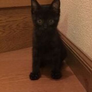 川で溺れているのを子供が助けました「チビにゃん」