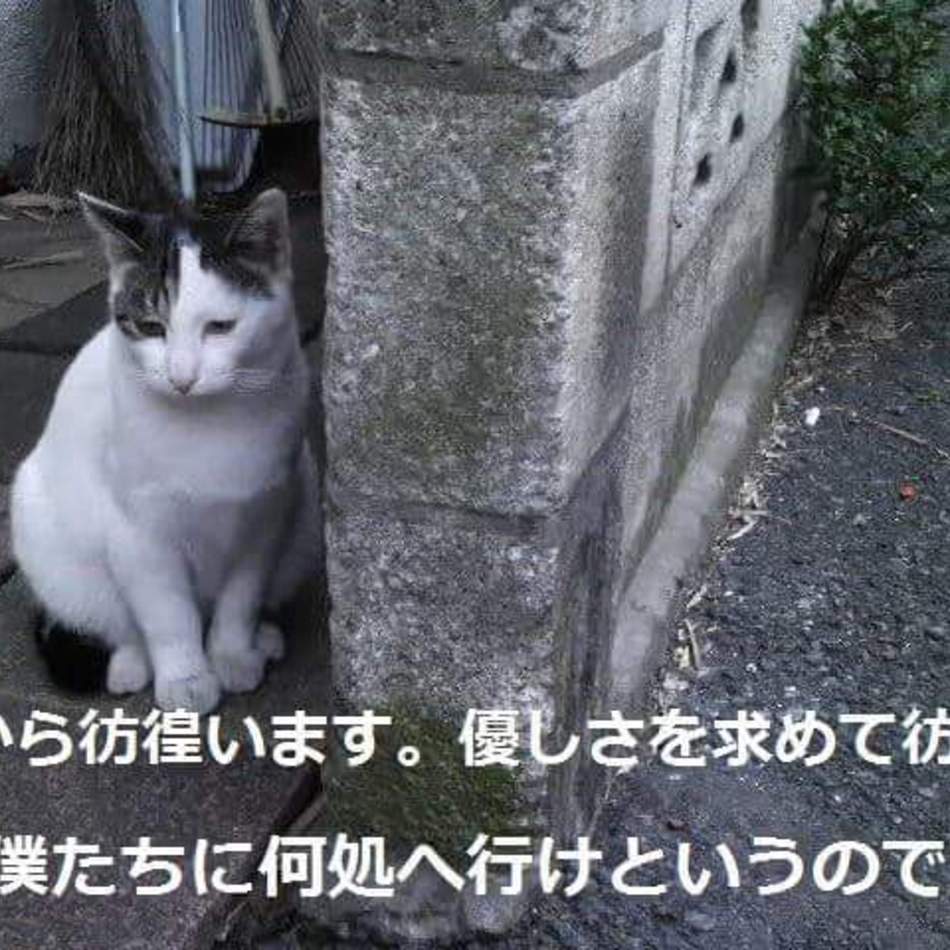 あんずのカバー写真