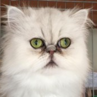 多頭崩壊ペルシャ猫　75のなこちゃん