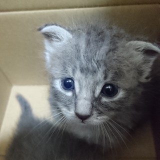 兄弟一緒に良い方に貰われました！幸せになってね