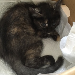 可愛い顔のクロ子猫ちゃん