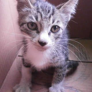 人懐っこい子猫が迷い込んできました。