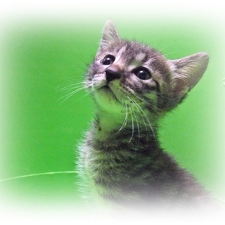 家族決定！ありがとうございました