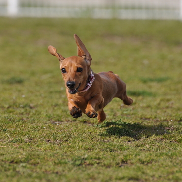 フライングドッグ
