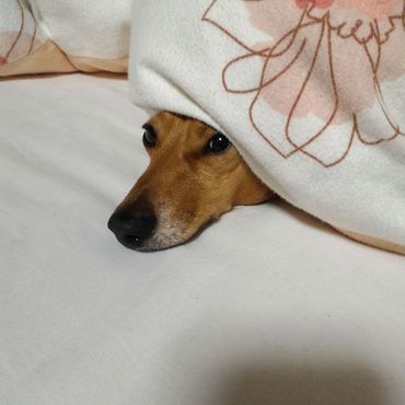 顔だけ出してる