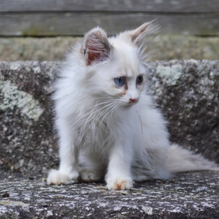 ★ブルーアイでふわ毛★