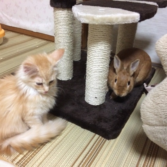 miankuのカバー写真