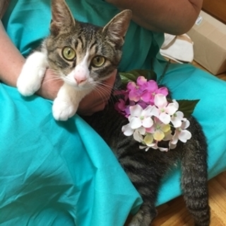 葵ちゃん　よく遊ぶ甘えん坊の女の子です