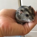 人懐こいハムスターたちの里親さんを募集します