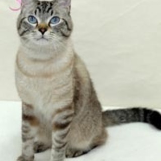 シャムミックス☆ボンボン君