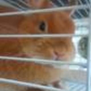 ネザーランドドワーフ