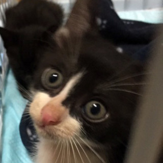 白黒はちわれイケメン☆どうくん