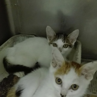 可愛い兄妹猫を助けて下さい