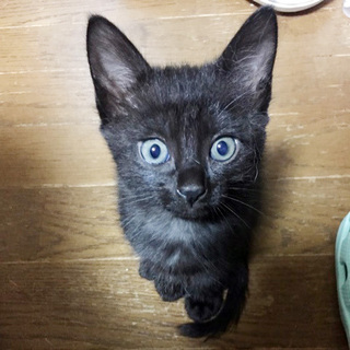 ごろごろな黒猫こうちゃん