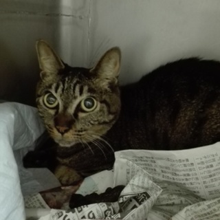 怖くて固まっているあゆみちゃんを助けて下さい