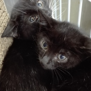 小さくて可哀想で助けてあげたい！ヤマトくんです