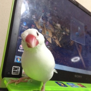 手乗り白文鳥♀　かまってちゃんです。
