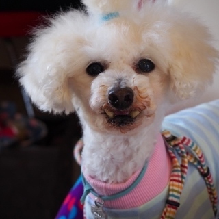 白くてちっちゃなシャイン！