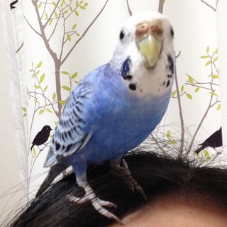 肩・頭乗りセキセイ♀（停止中）