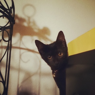 金色お目目のアワちゃんです。