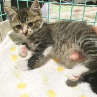 甘えたっ子メンズ