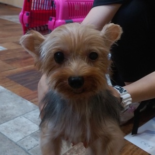 この子の家族を探しています