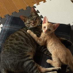 カシャカシャぶんぶんへの愛♡