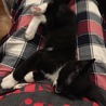 すやすや